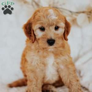 Gus, Mini Goldendoodle Puppy