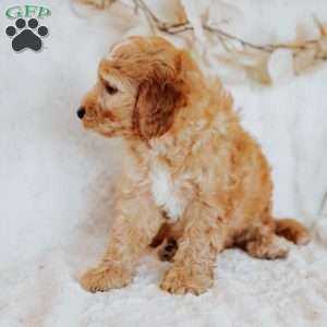 Gus, Mini Goldendoodle Puppy