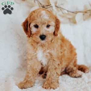 Gus, Mini Goldendoodle Puppy