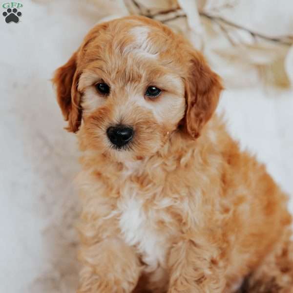 Gus, Mini Goldendoodle Puppy