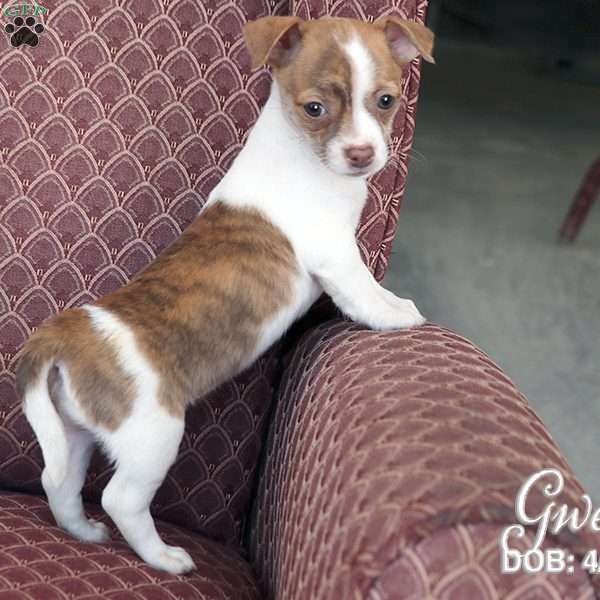 Gwen, Chihuahua Puppy