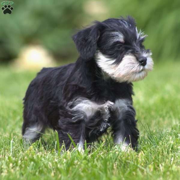 Lil Debbie, Miniature Schnauzer Puppy