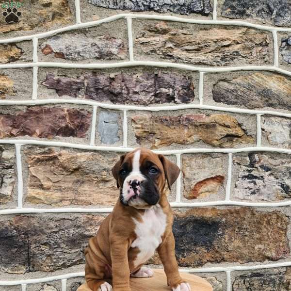 Harrison, Boxer Puppy