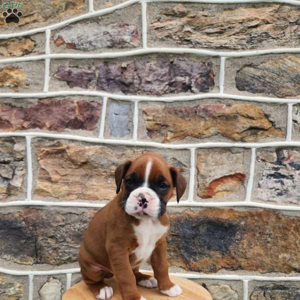 Harvey, Boxer Puppy