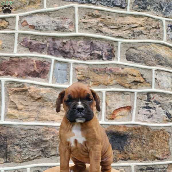 Holly, Boxer Puppy