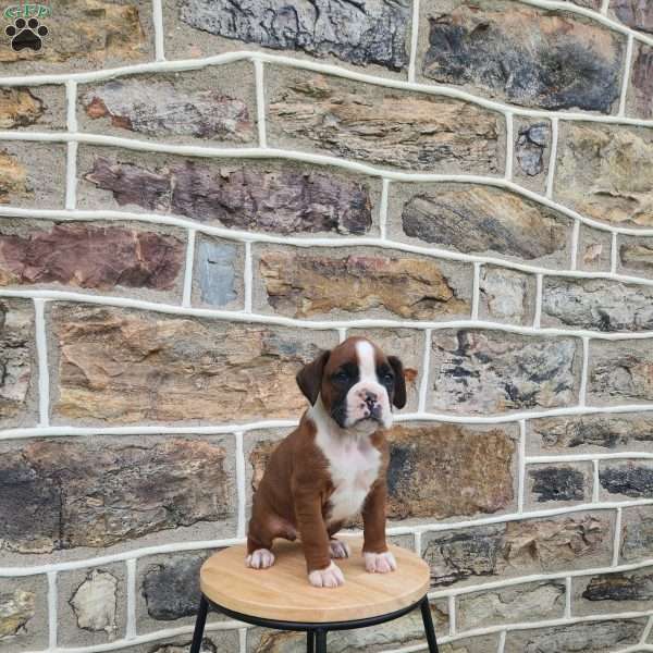 Homer, Boxer Puppy