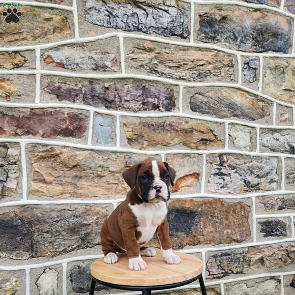 Hudson, Boxer Puppy