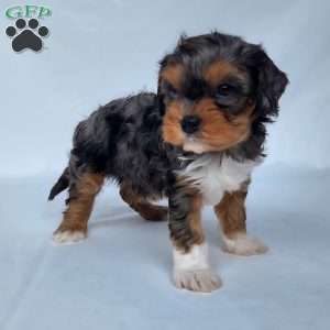 Mo, Cavapoo Puppy