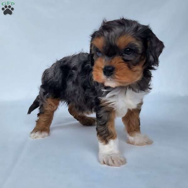 Mo, Cavapoo Puppy