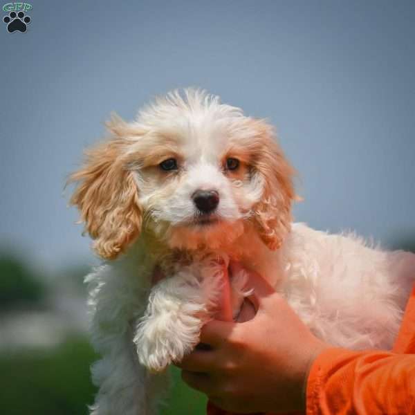 Grace, Cavachon Puppy