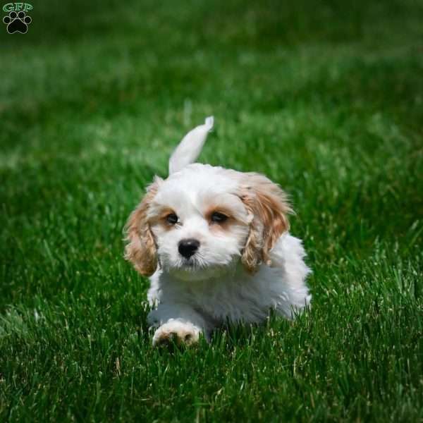 Peter, Cavachon Puppy