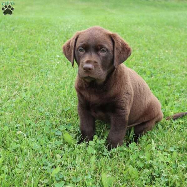 Easton, Chocolate Labrador Retriever Puppy