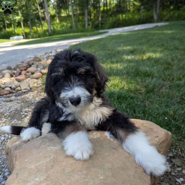 Jack, Bernedoodle Puppy