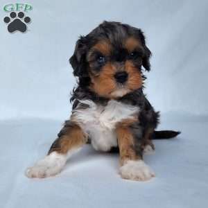 Mo, Cavapoo Puppy