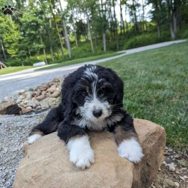 Max, Bernedoodle Puppy