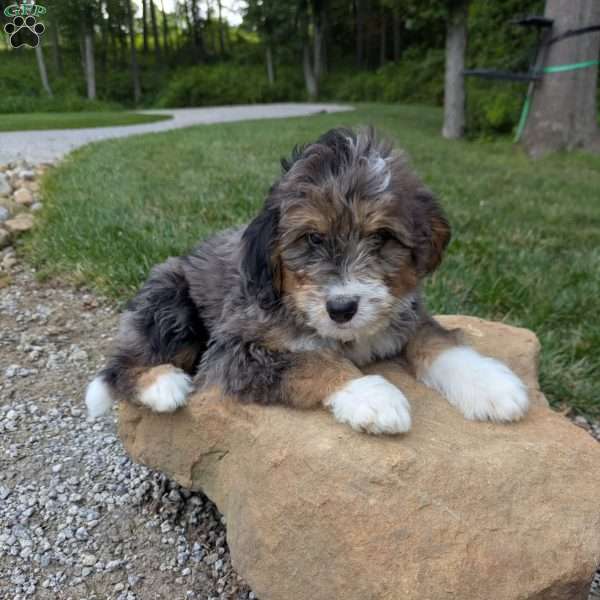 Cooper, Bernedoodle Puppy