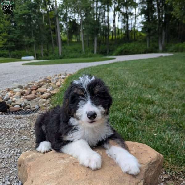 Lilly, Bernedoodle Puppy