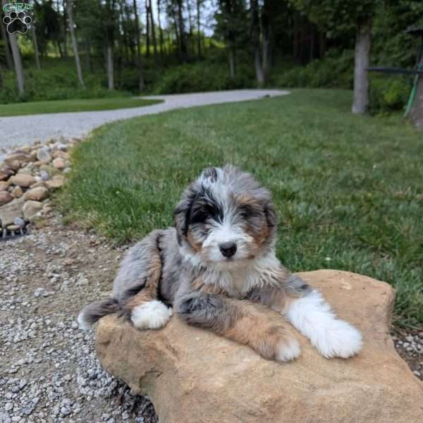 Rose, Bernedoodle Puppy