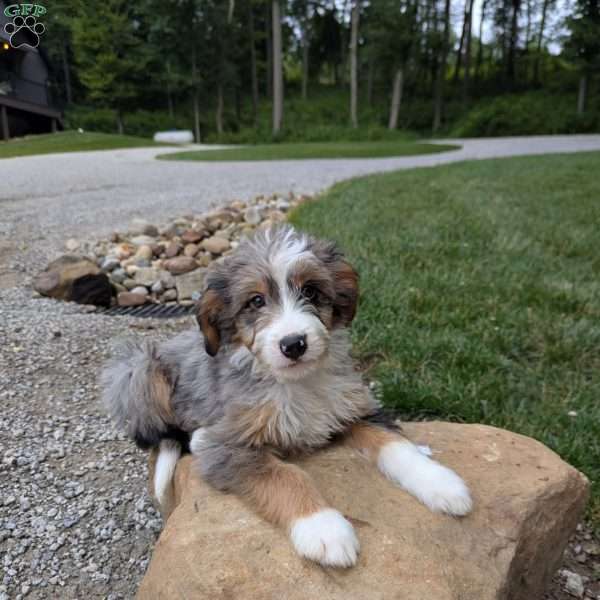 Sky, Bernedoodle Puppy