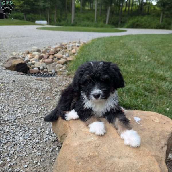 Star, Bernedoodle Puppy