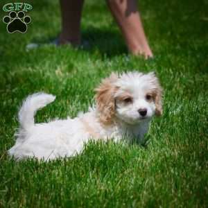 Grace, Cavachon Puppy