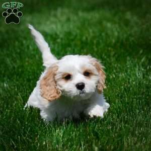 Peter, Cavachon Puppy