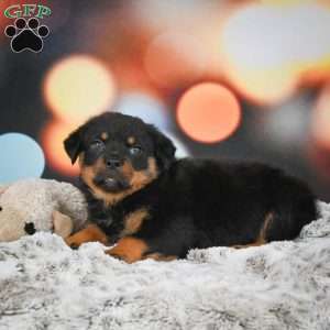 Daisy, Rottweiler Puppy