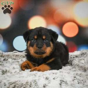 Duke, Rottweiler Puppy