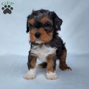 Mo, Cavapoo Puppy