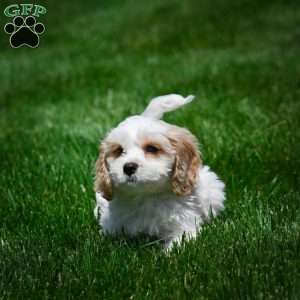 Peter, Cavachon Puppy
