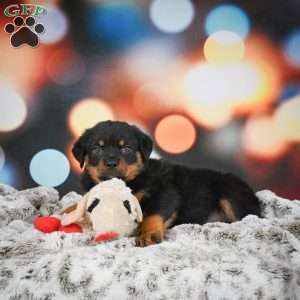 Daisy, Rottweiler Puppy