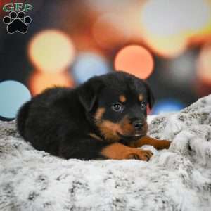 Duke, Rottweiler Puppy