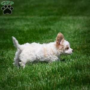 Grace, Cavachon Puppy