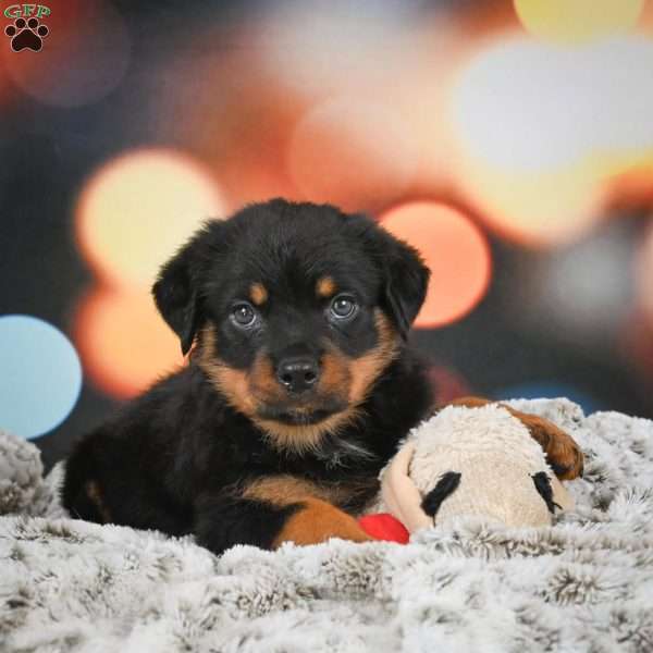 Daisy, Rottweiler Puppy