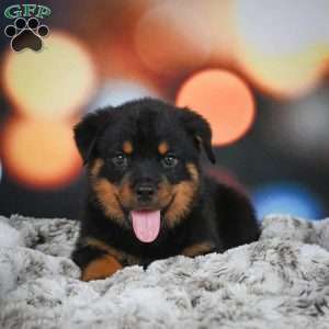 Duke, Rottweiler Puppy