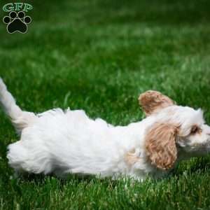 Peter, Cavachon Puppy