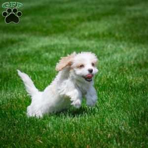 Grace, Cavachon Puppy