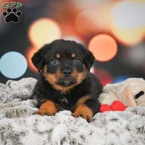 Daisy, Rottweiler Puppy