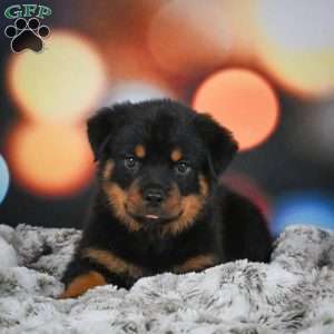 Duke, Rottweiler Puppy