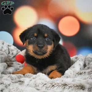 Daisy, Rottweiler Puppy
