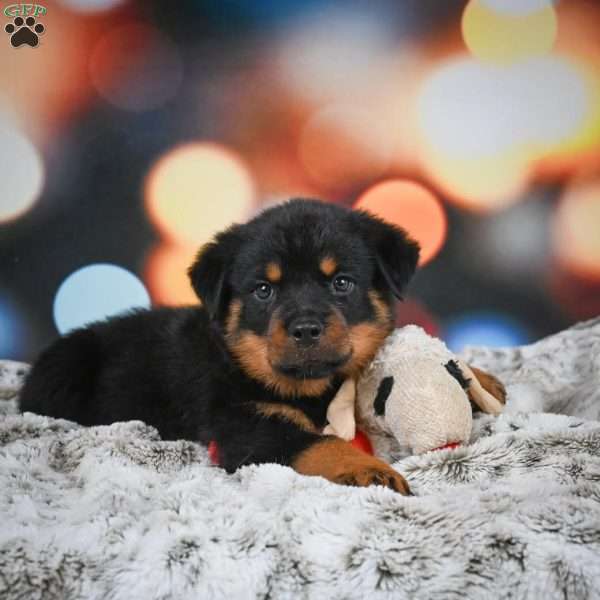 Duke, Rottweiler Puppy