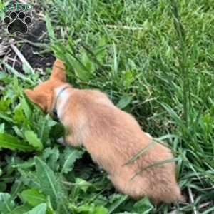 Big Blue, Pembroke Welsh Corgi Puppy