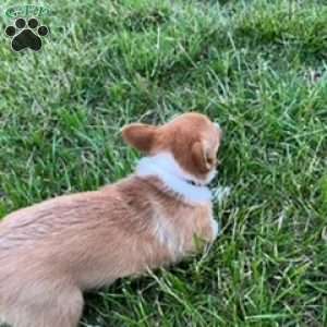 Raspberry, Pembroke Welsh Corgi Puppy
