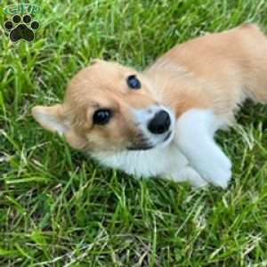Raspberry, Pembroke Welsh Corgi Puppy