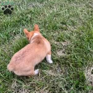 Big Blue, Pembroke Welsh Corgi Puppy