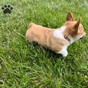 Pumpkin, Pembroke Welsh Corgi Puppy