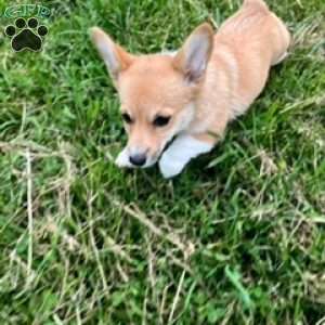 Pumpkin, Pembroke Welsh Corgi Puppy