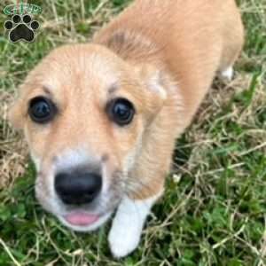 Pumpkin, Pembroke Welsh Corgi Puppy