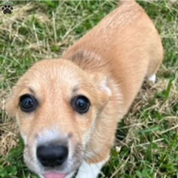 Pumpkin, Pembroke Welsh Corgi Puppy