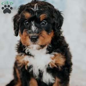 Joby, Bernedoodle Puppy